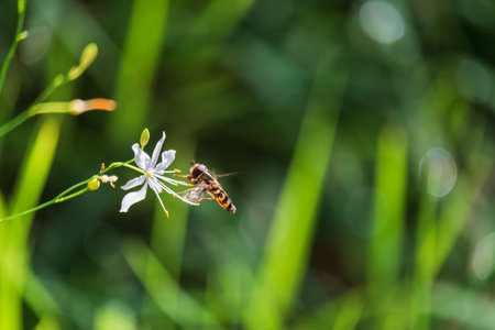 Hoverfly, syrphidae insect sitting on st bernard's lily flower. Animal, nature backgroundの写真素材