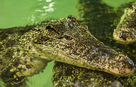 Crocodile close up portrait with eye and blurred background. Animal reptile background