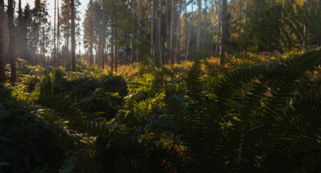 Fern in late summer forest with at morning sunrise. Czech landscapeの写真素材