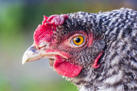 Close up portrait of pearl hen. Agriculture animalの写真素材