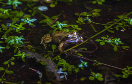 Small grass frog, Rana temporaria animal swimming in pond. Czech wildlife background