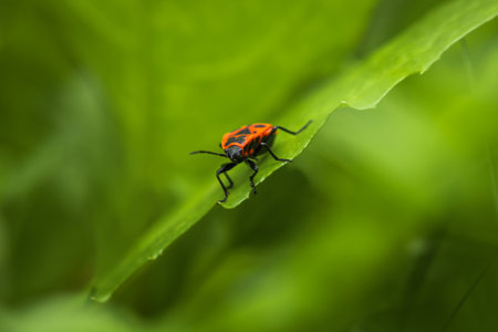 Firebug, pyrrhocoris apterus beetle walking in grass. Macro animal backgroundの写真素材