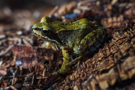 Small grass frog, Rana temporaria animal sitting on tree trunk. Czech wildlife backgroundの写真素材
