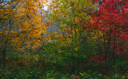 Autumn colorful foliage leaf tree in morning fog. Czech landscape backgroundの写真素材