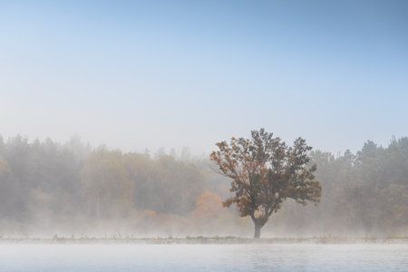Loneliness tree on pond shore with fog and blue sky. Czech autumn landscape backgroundの写真素材