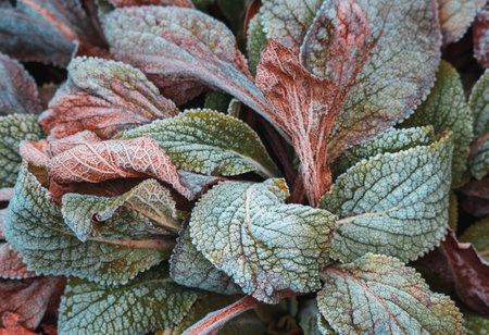 Leaves of Common foxglove, Digitalis purpurea covered with hoarfrost in early winter. Plant backgroundの写真素材