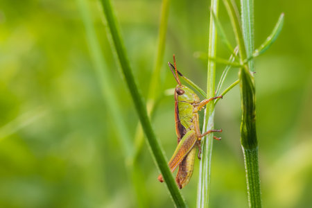 Small gold grasshopper, euthystira brachyptera insect sitting on grass stem. Animal wildlife backgroundの写真素材