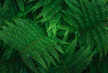 Fern plant texture. Nature backgroundの写真素材