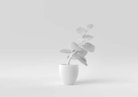 White Tree pot in white background. minimal concept idea creative. monochrome. 3D render.の写真素材