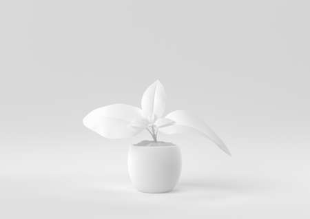White Tree pot in white background. minimal concept idea creative. monochrome. 3D render.の写真素材