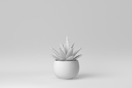 Indoor small plant in a pot on white background. minimal concept. 3D render.の写真素材