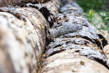 Wooden logs in the forest, close-up, selective focus
