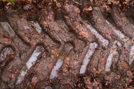 Deep tracks from heavy machines mark the forest floor, showing the impact of extraction during...