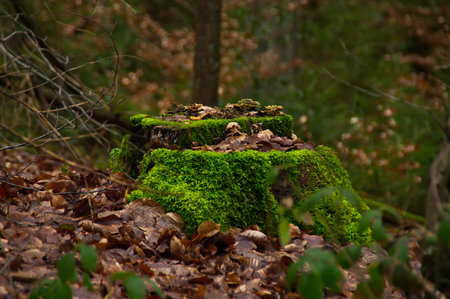 Old tree stumps covered with soft green moss rest on the forest floor, surrounded by colorful autumn leaves. The scene reflects decay, regeneration, and the quiet atmosphere of a fの写真素材