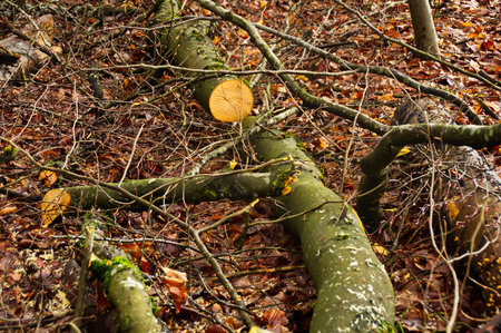 Felled beech and oak trees lie on the forest floor, showing professional forestry work, timber...