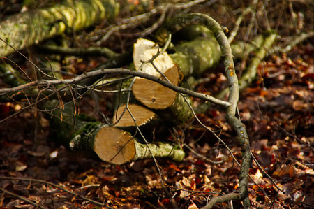 Felled beech and oak trees lie on the forest floor, showing professional forestry work, timber...