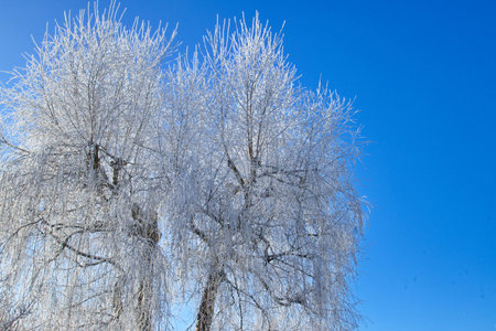 Trees in hoarfrost against the blue sky, closeup of photo