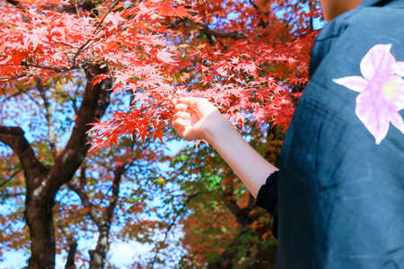 Woman's hand touching autumn leaves Scenery of autumn leaves huntingの写真素材