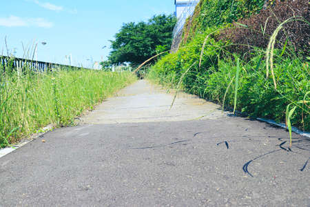 Green Azemichiの写真素材