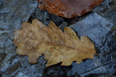 The dried up oak sheet among ice crystalsの写真素材