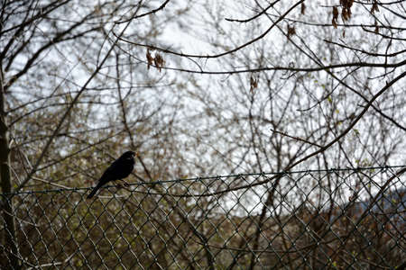 blackbird on a fenceの写真素材