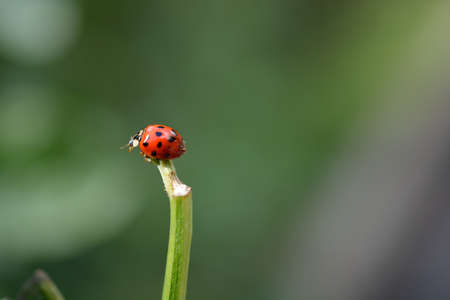 ladybug