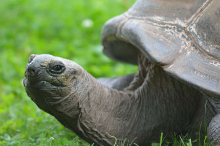 turtleの写真素材