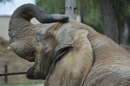 elephantの写真素材