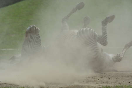 zebraの写真素材