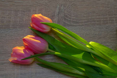 tulipsの写真素材