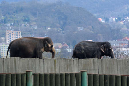 Two Asian elephantsの写真素材