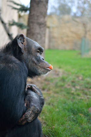 monkey portraitの写真素材