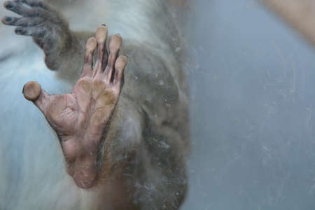 Detail of monkey feet on glassの写真素材