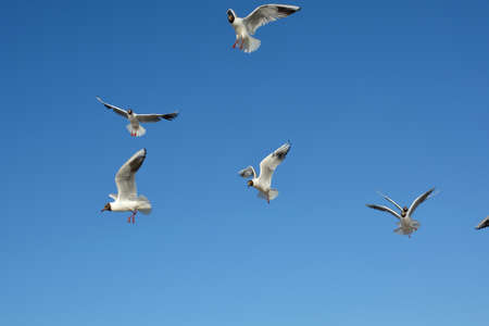 flying birdsの写真素材