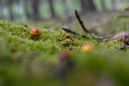 Slides in mossの写真素材