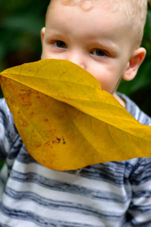 Boy with yellow leafの写真素材