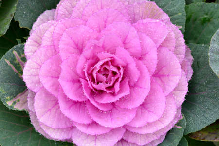 Ornamental cabbage