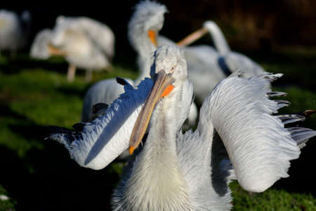 pelican in winter sunの写真素材