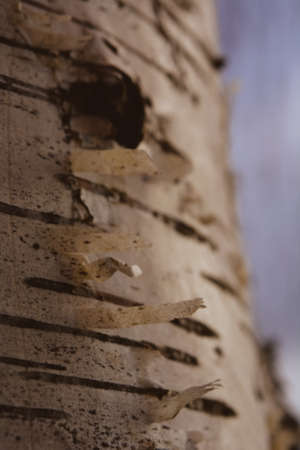 brichの写真素材