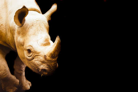 Golden rhinocerosの写真素材