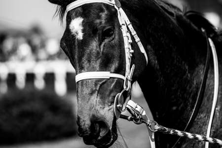 Horse close upの写真素材