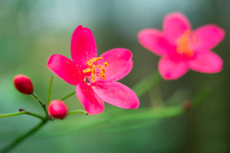 pink flowerの写真素材