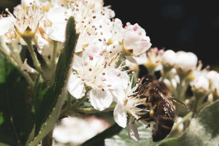 Bee on flowersの写真素材