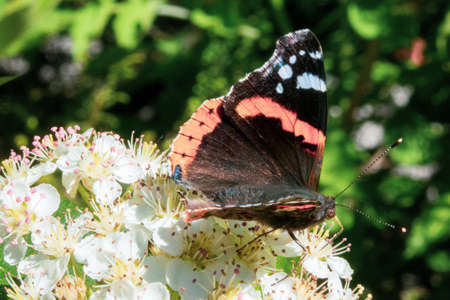 butterfly on flowerの写真素材