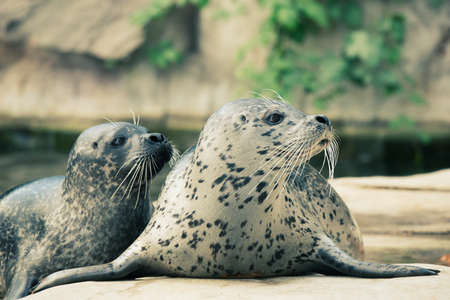 Sea calf