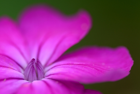 flowerの写真素材