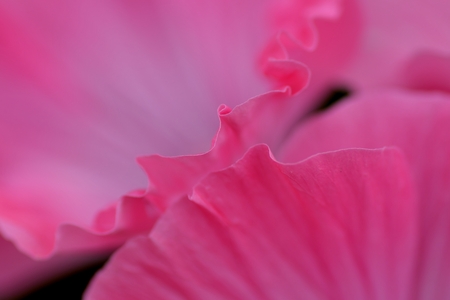 Morning gloryの写真素材