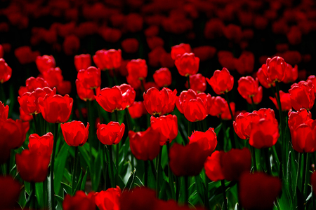 tulipの写真素材