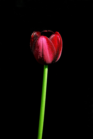 tulipの写真素材