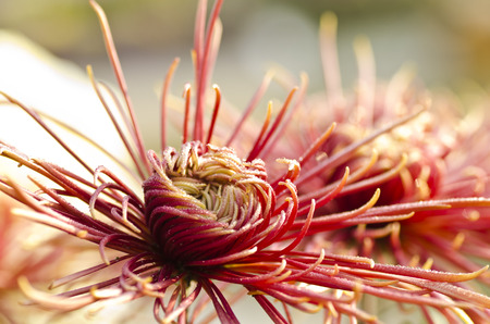 chrysanthemum